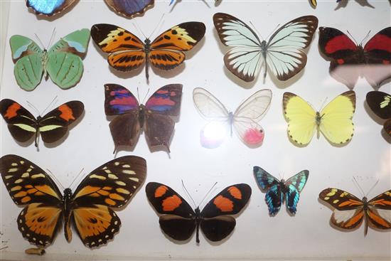 A collection of various European and exotic butterflies housed in four glazed wooden case, largest case 18 x 18in.